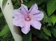 DSCN8198