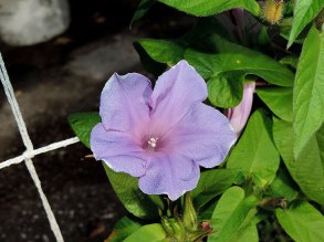 DSCN8629