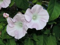 5DSCN0032