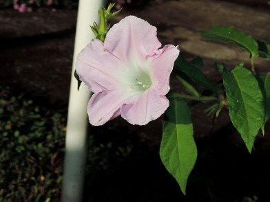 DSCN0565