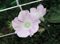 DSCN6148