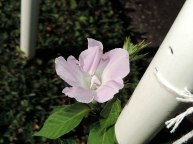 DSCN6679