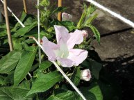 DSCN6810