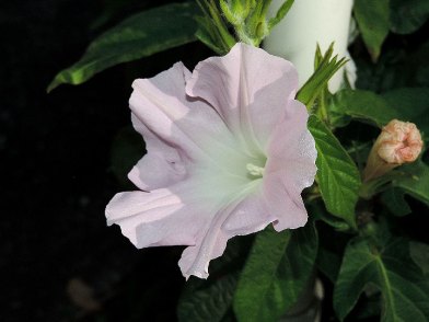 DSCN6932