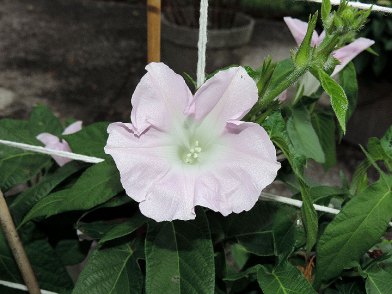 DSCN7252