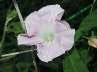 DSCN8197