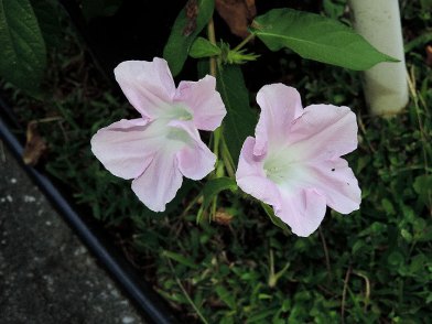 DSCN8993