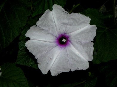 DSCN4727
