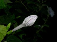 DSCN4729