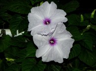 DSCN4892_01