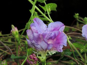 DSCN1447