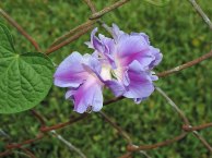 DSCN3932