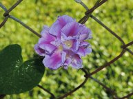 DSCN4181