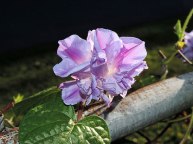 DSCN4274
