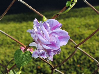 DSCN4706
