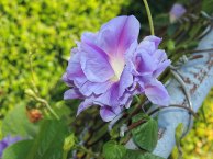 DSCN5091