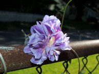DSCN5092