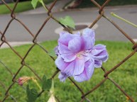 DSCN5217