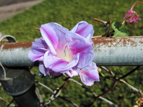 DSCN5412