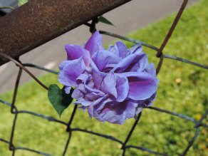 DSCN5413
