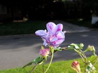 DSCN5786