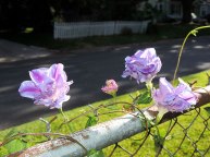 DSCN5913