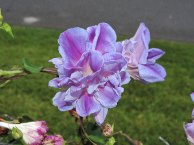 DSCN6020