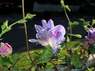 DSCN6163