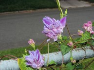DSCN6296
