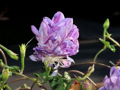 DSCN6571