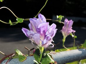 DSCN6693