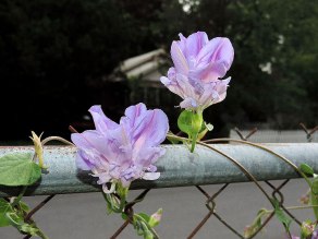 DSCN6955