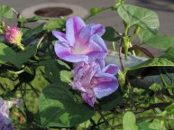 DSCN7394