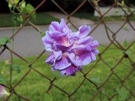 DSCN8028