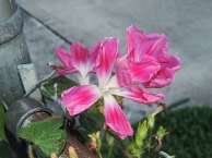 5DSCN3296