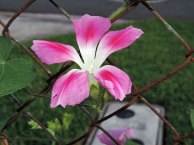 DSCN1216
