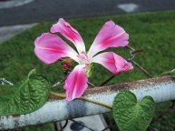 DSCN2470