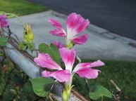DSCN2911