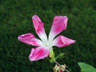 DSCN3188