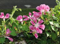 DSCN6146