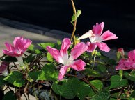DSCN9079