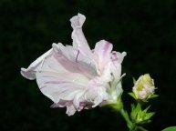 DSCN0017