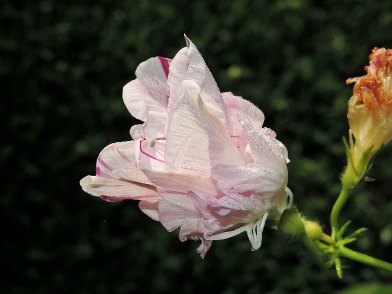 DSCN0229