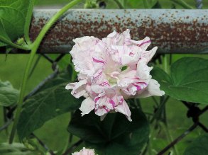 DSCN0776