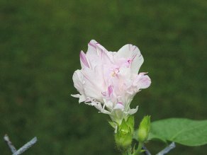 DSCN0884
