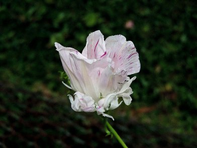 DSCN2282