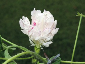 DSCN2666