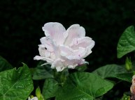 DSCN4007