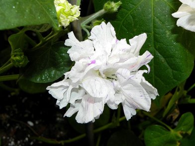 DSCN7006