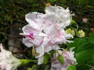 DSCN7197